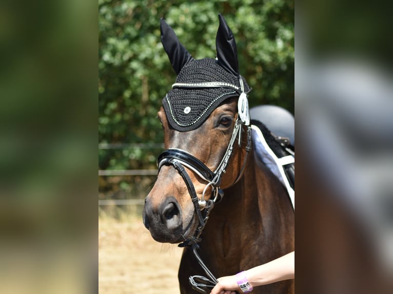 Deutsches Reitpony Wallach 13 Jahre 146 cm Schwarzbrauner in Suhlendorf