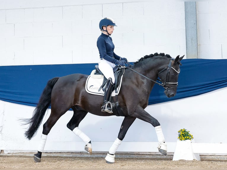 Deutsches Reitpony Wallach 13 Jahre 147 cm Brauner in Marsberg