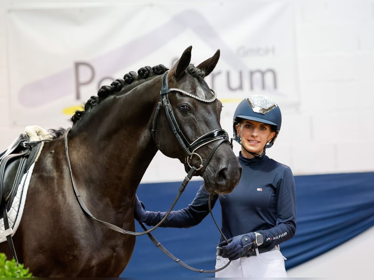 Deutsches Reitpony Wallach 13 Jahre 147 cm Brauner in Marsberg