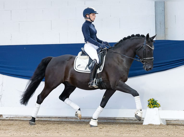Deutsches Reitpony Wallach 13 Jahre 147 cm Brauner in Marsberg