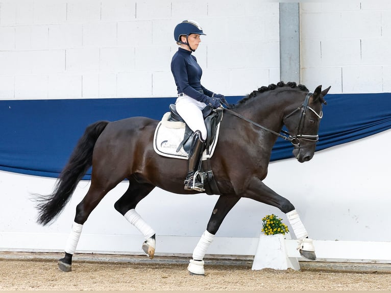 Deutsches Reitpony Wallach 13 Jahre 147 cm Brauner in Marsberg