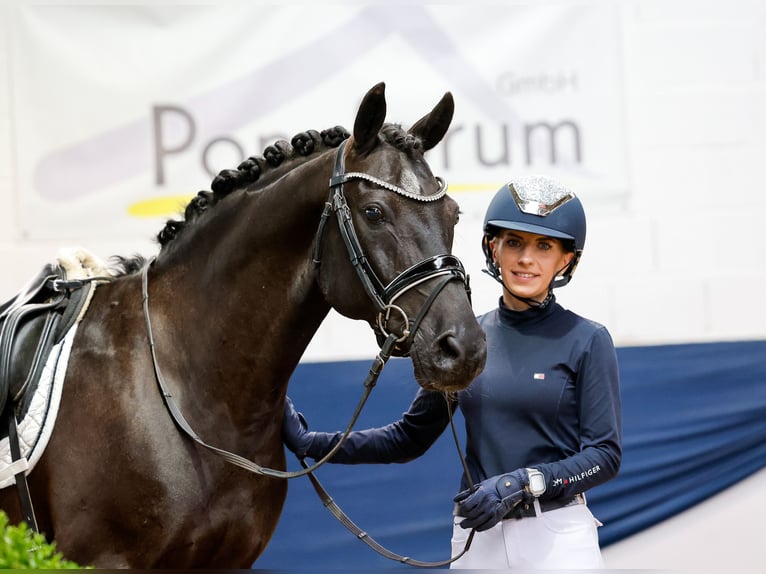 Deutsches Reitpony Wallach 13 Jahre 147 cm Brauner in Marsberg