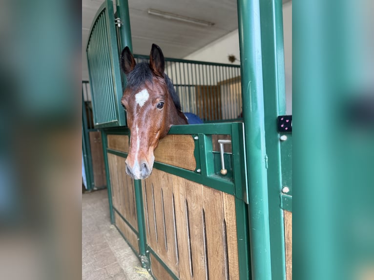 Deutsches Reitpony Wallach 13 Jahre 147 cm Brauner in Maisdorf