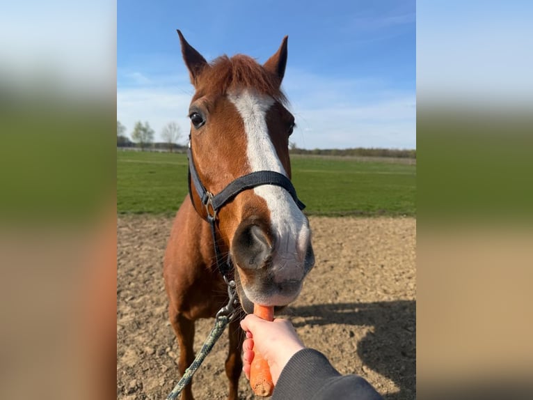 Deutsches Reitpony Wallach 13 Jahre 147 cm Fuchs in Stendal