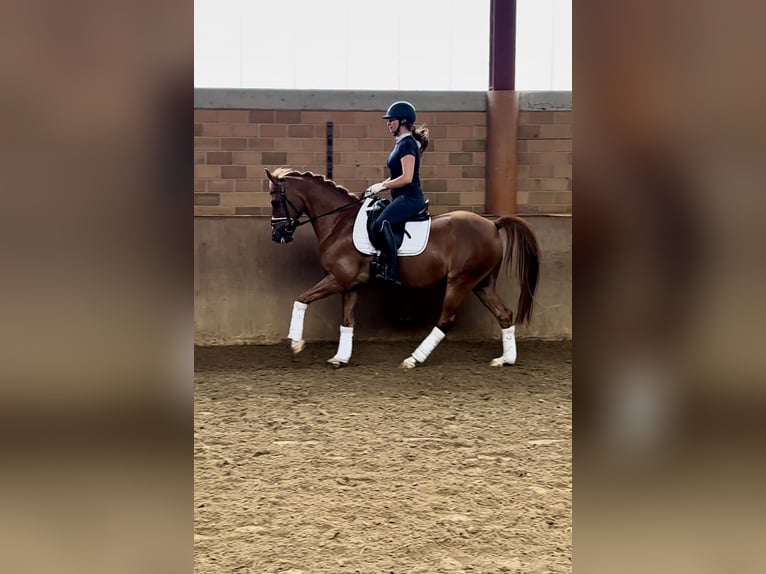 Deutsches Reitpony Wallach 13 Jahre 147 cm Fuchs in Harsewinkel