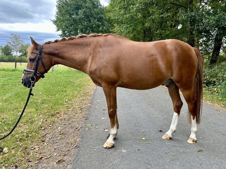 Deutsches Reitpony Wallach 13 Jahre 147 cm Fuchs in Harsewinkel