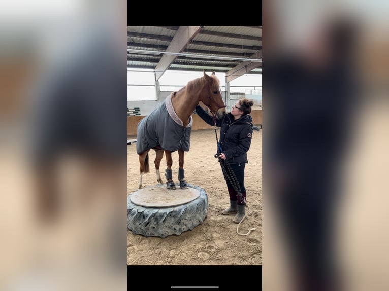 Deutsches Reitpony Wallach 13 Jahre 147 cm Fuchs in Harsewinkel