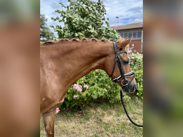 Deutsches Reitpony Wallach 13 Jahre 147 cm Fuchs in Harsewinkel