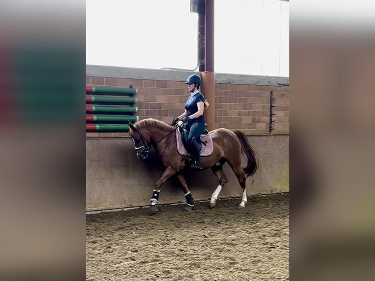 Deutsches Reitpony Wallach 13 Jahre 147 cm Fuchs in Harsewinkel