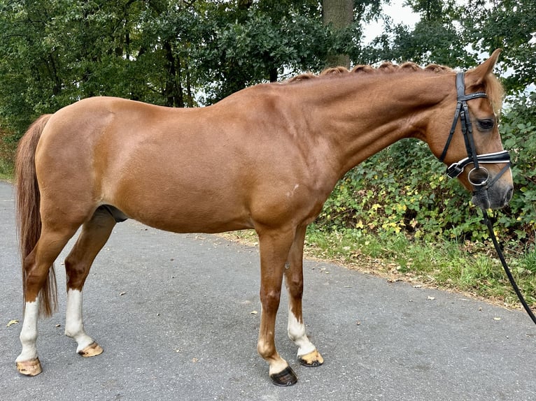 Deutsches Reitpony Wallach 13 Jahre 147 cm Fuchs in Harsewinkel