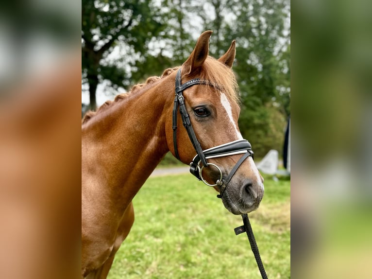 Deutsches Reitpony Wallach 13 Jahre 147 cm Fuchs in Harsewinkel