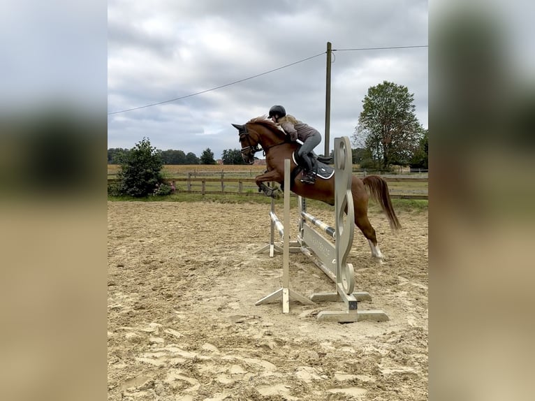 Deutsches Reitpony Wallach 13 Jahre 147 cm Fuchs in Harsewinkel