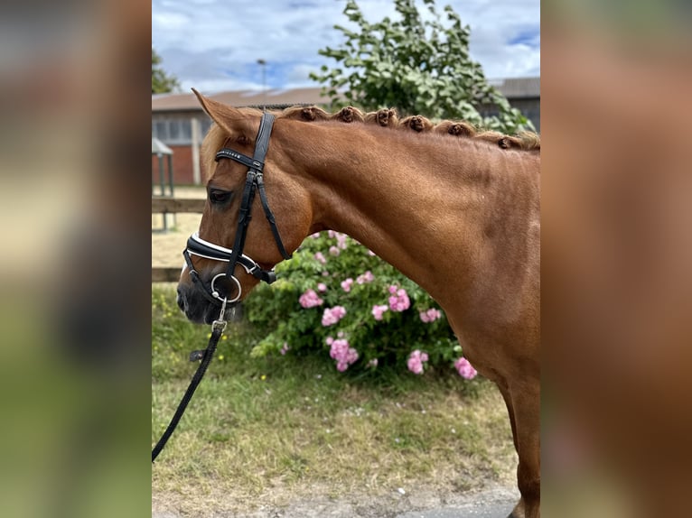 Deutsches Reitpony Wallach 13 Jahre 147 cm Fuchs in Harsewinkel