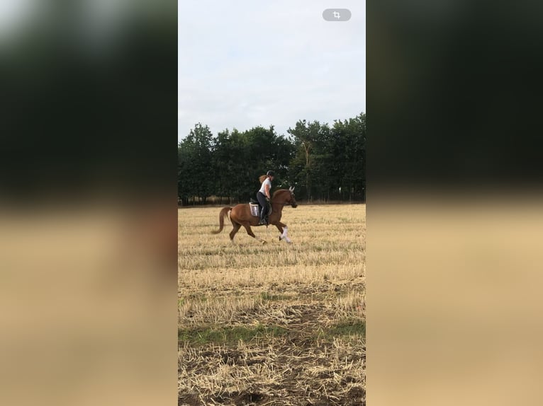 Deutsches Reitpony Wallach 13 Jahre 147 cm Fuchs in Harsewinkel