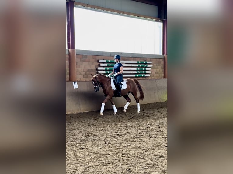 Deutsches Reitpony Wallach 13 Jahre 147 cm Fuchs in Harsewinkel