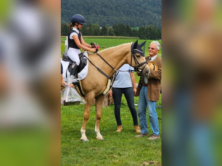 Deutsches Reitpony Wallach 13 Jahre 147 cm Palomino in Kirchdorf in Tirol