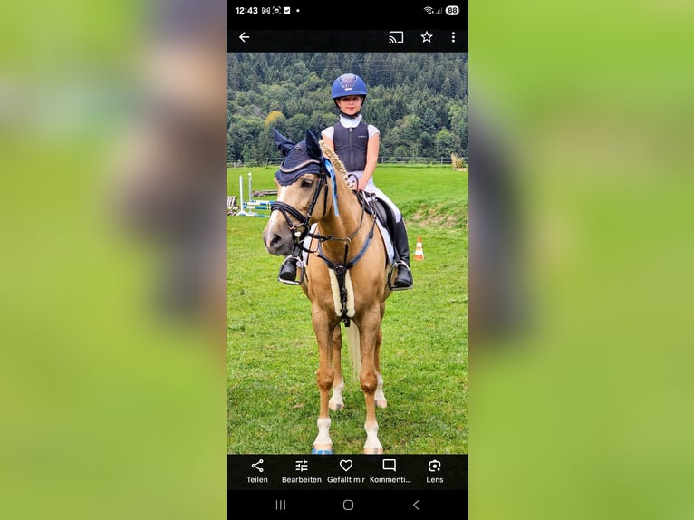 Deutsches Reitpony Wallach 13 Jahre 147 cm Palomino in Kirchdorf in Tirol