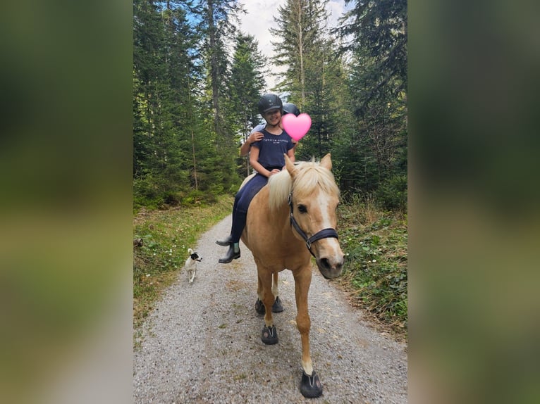 Deutsches Reitpony Wallach 13 Jahre 147 cm Palomino in Kirchdorf in Tirol