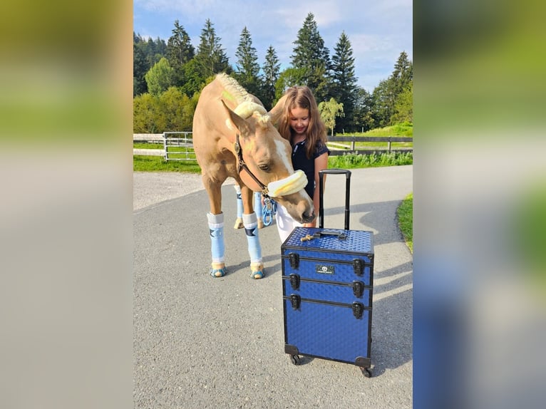 Deutsches Reitpony Wallach 13 Jahre 147 cm Palomino in Kirchdorf in Tirol