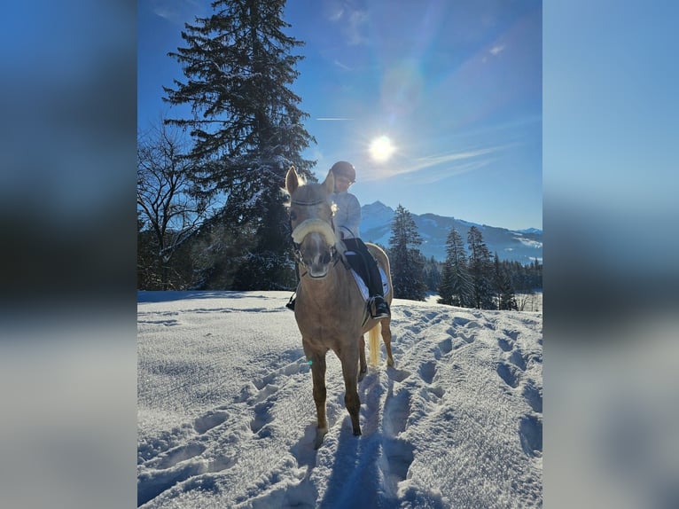 Deutsches Reitpony Wallach 13 Jahre 147 cm Palomino in Kirchdorf in Tirol