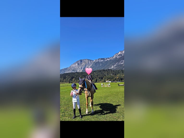 Deutsches Reitpony Wallach 13 Jahre 147 cm Palomino in Kirchdorf in Tirol