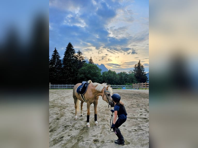 Deutsches Reitpony Wallach 13 Jahre 147 cm Palomino in Kirchdorf in Tirol