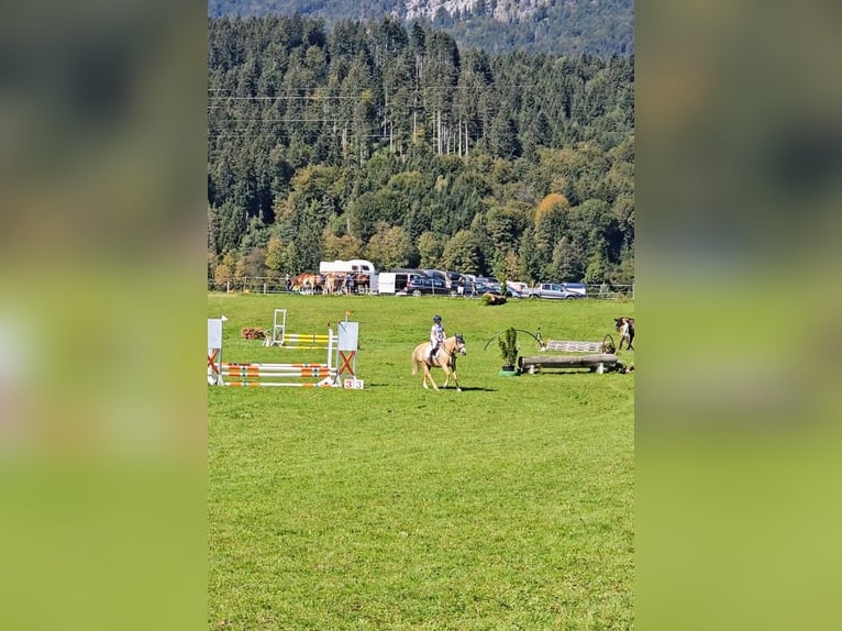 Deutsches Reitpony Wallach 13 Jahre 147 cm Palomino in Kirchdorf in Tirol