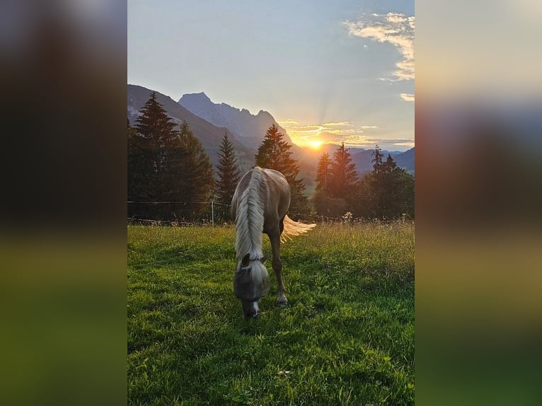 Deutsches Reitpony Wallach 13 Jahre 147 cm Palomino in Kirchdorf in Tirol