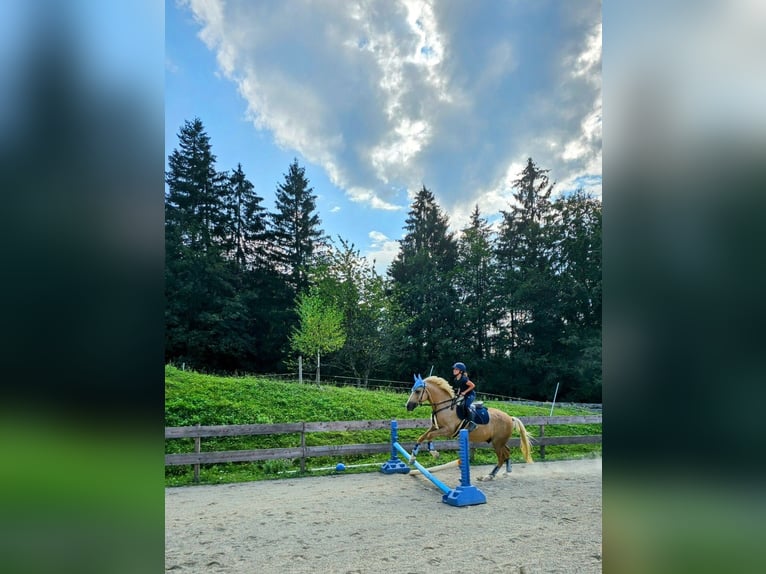 Deutsches Reitpony Wallach 13 Jahre 147 cm Palomino in Kirchdorf in Tirol