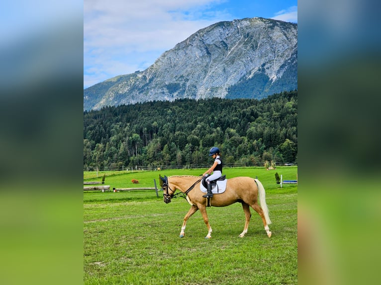 Deutsches Reitpony Wallach 13 Jahre 147 cm Palomino in Kirchdorf in Tirol