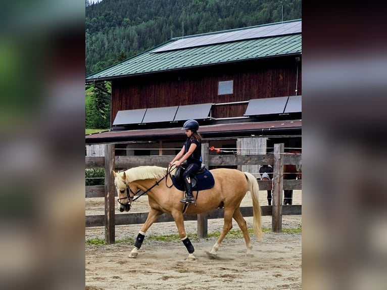 Deutsches Reitpony Wallach 13 Jahre 147 cm Palomino in Kirchdorf in Tirol