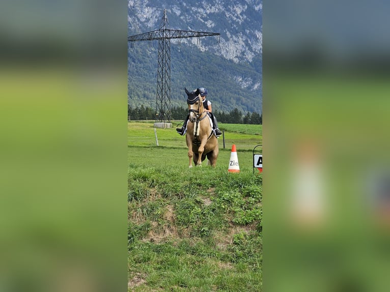 Deutsches Reitpony Wallach 13 Jahre 147 cm Palomino in Kirchdorf in Tirol