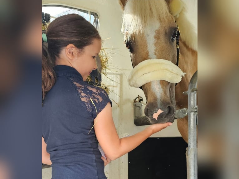 Deutsches Reitpony Wallach 13 Jahre 147 cm Palomino in Kirchdorf in Tirol