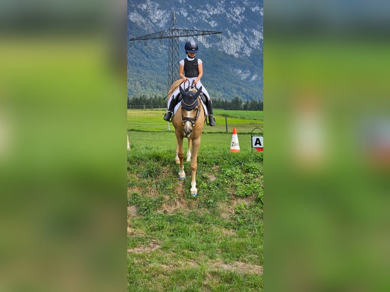 Deutsches Reitpony Wallach 13 Jahre 147 cm Palomino in Kirchdorf in Tirol