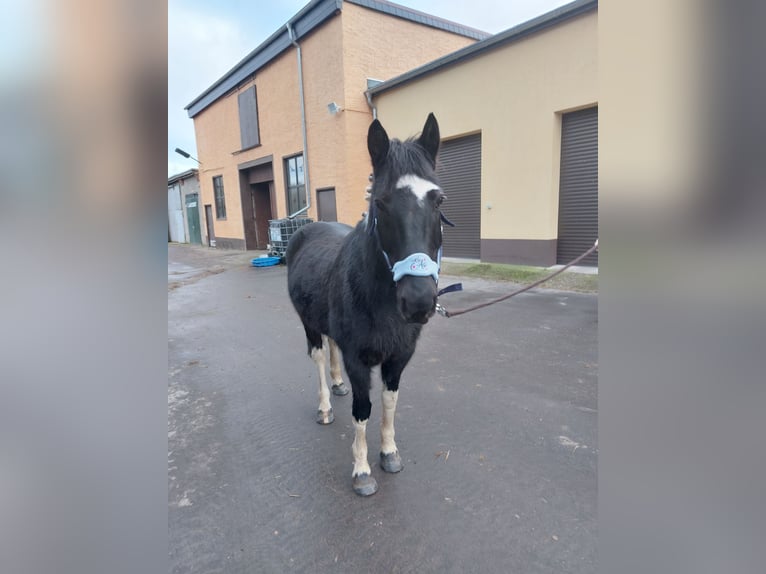 Deutsches Reitpony Wallach 13 Jahre 147 cm Schecke in Atzendorf