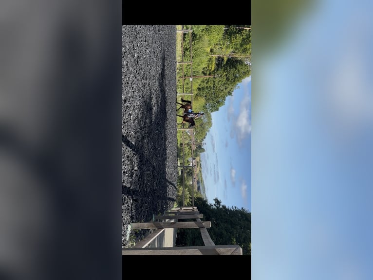 Deutsches Reitpony Wallach 13 Jahre 148 cm Brauner in Dillenburg