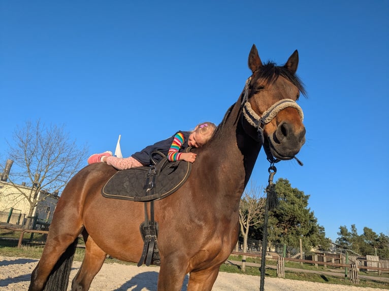 Deutsches Reitpony Wallach 13 Jahre 148 cm Brauner in L&#xF6;bnitz