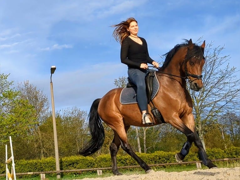 Deutsches Reitpony Wallach 13 Jahre 148 cm Brauner in L&#xF6;bnitz