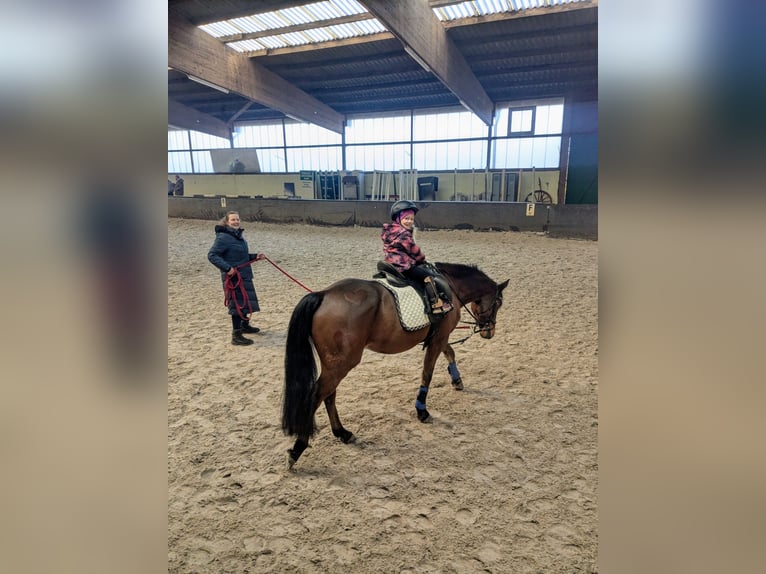 Deutsches Reitpony Wallach 13 Jahre 148 cm Brauner in L&#xF6;bnitz