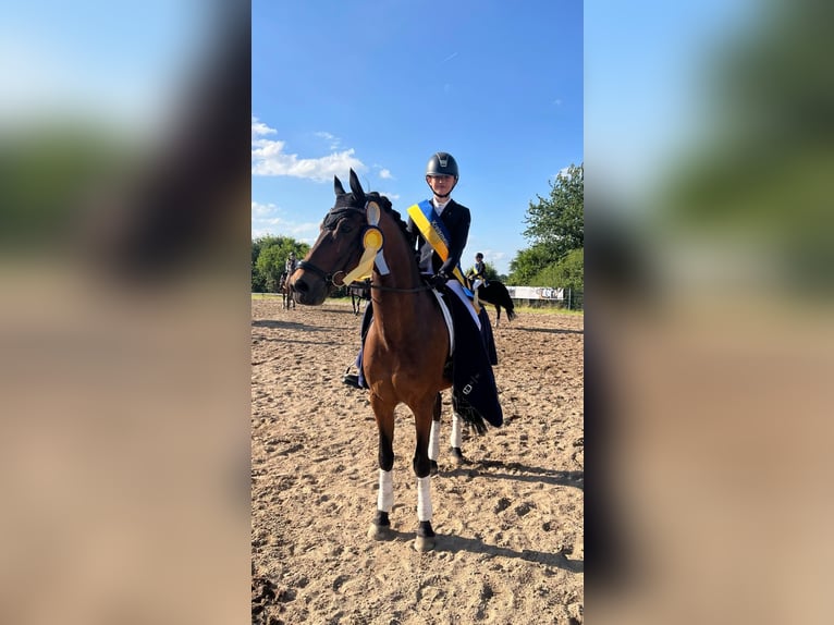 Deutsches Reitpony Wallach 13 Jahre 148 cm Brauner in Willich