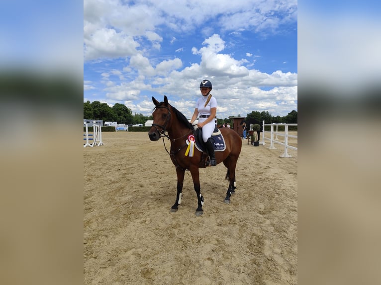 Deutsches Reitpony Wallach 13 Jahre 148 cm Brauner in Blankenheim