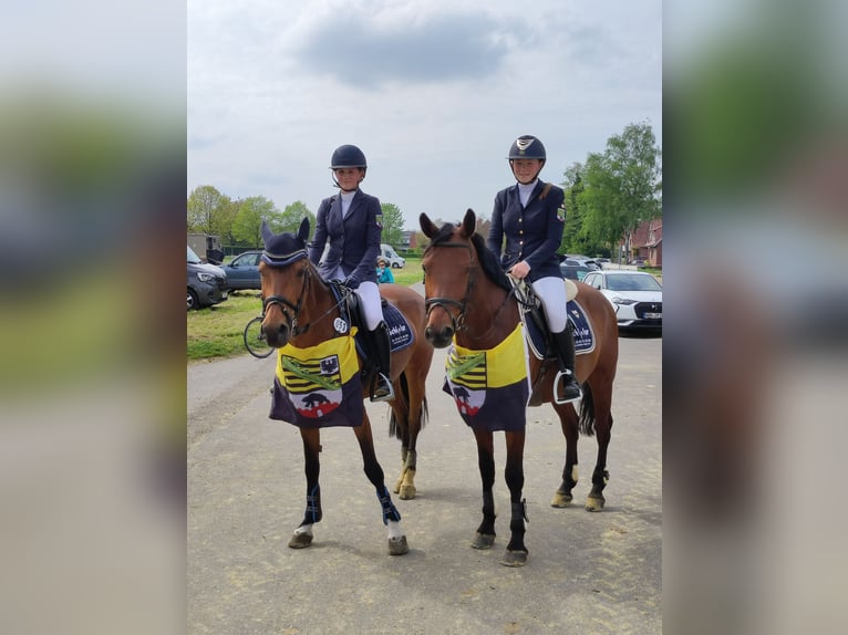 Deutsches Reitpony Wallach 13 Jahre 148 cm Brauner in Blankenheim