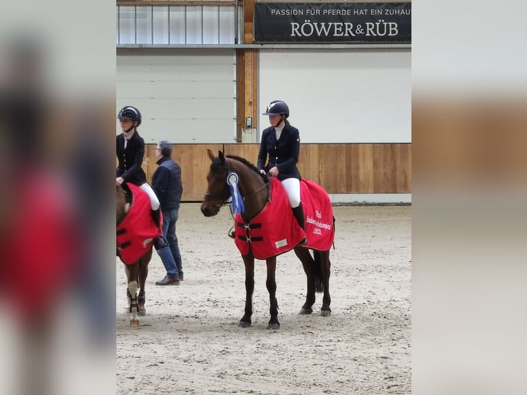 Deutsches Reitpony Wallach 13 Jahre 148 cm Brauner in Blankenheim