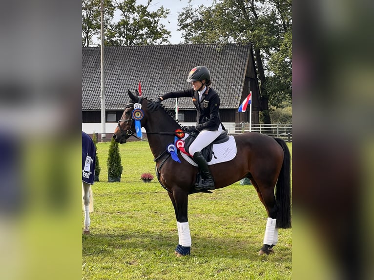 Deutsches Reitpony Wallach 13 Jahre 148 cm Brauner in Barsinghausen