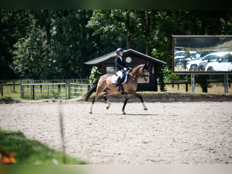 Deutsches Reitpony Wallach 13 Jahre 148 cm Buckskin in Bad Driburg