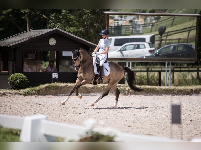 Deutsches Reitpony Wallach 13 Jahre 148 cm Buckskin in Bad Driburg
