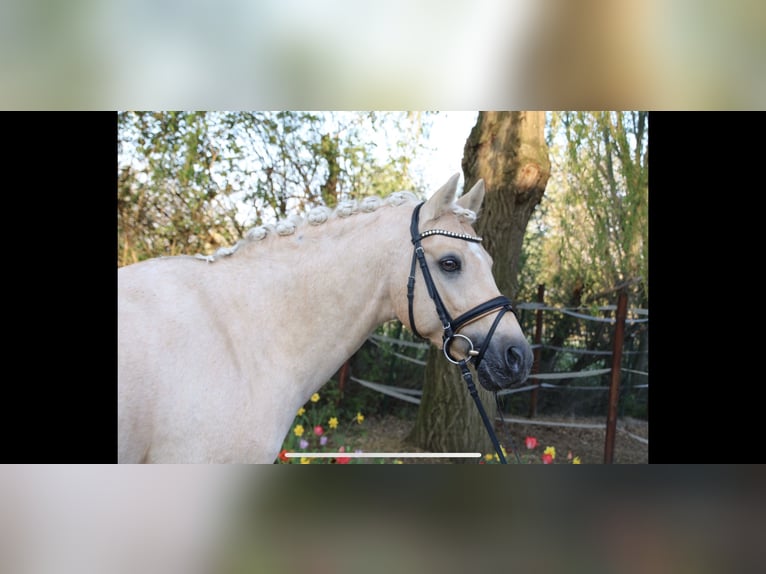 Deutsches Reitpony Wallach 13 Jahre 148 cm in Mainz