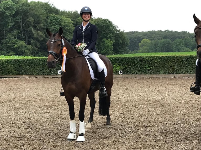 Deutsches Reitpony Wallach 13 Jahre 148 cm Dunkelbrauner in Rügge