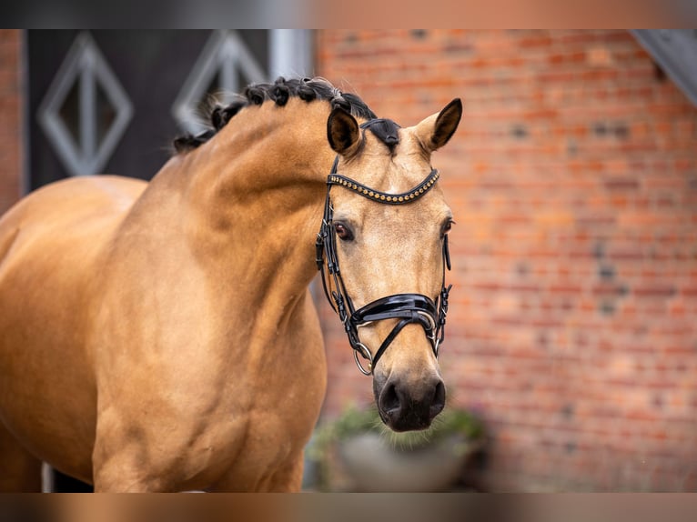 Deutsches Reitpony Wallach 13 Jahre 148 cm Falbe in Berlin