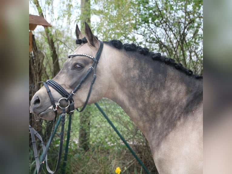 Deutsches Reitpony Wallach 13 Jahre 148 cm Falbe in Mainz